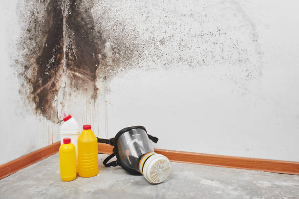 Best Mold Inspection  in Montevideo, MN