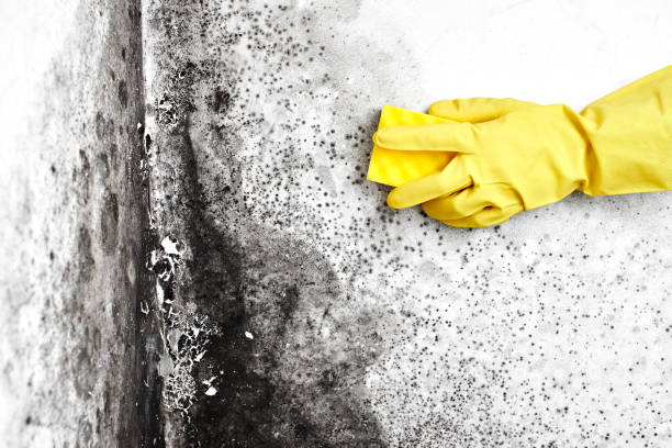 Best Professional Mold Removal  in Montevideo, MN