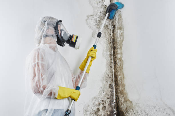 Best Toxic Mold Removal  in Montevideo, MN