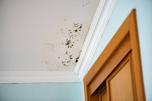 Best Certified Mold Removal  in Montevideo, MN