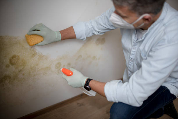 Best Commercial Mold Removal  in Montevideo, MN