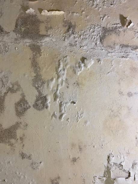 Best Mold Testing  in Montevideo, MN