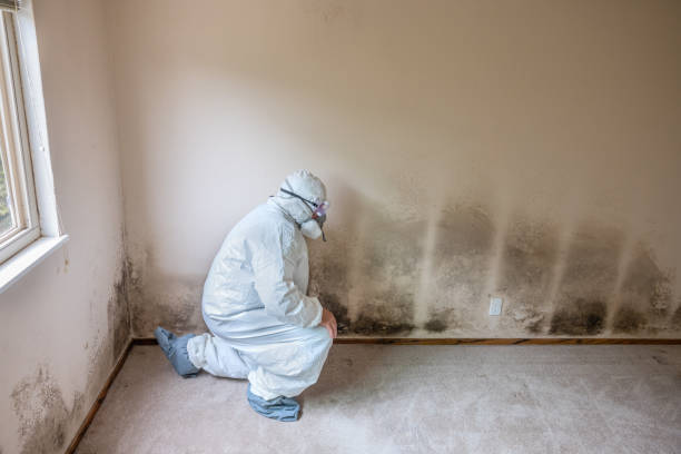 Best Mold Removal Specialists  in Montevideo, MN