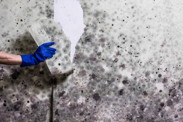 Professional Mold Removal in Montevideo, MN